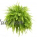 Hanging Boston Fern (Nephrolepis exaltata) Live House Plant from Delray Plants, 10-inch Hanging Pot   563705891